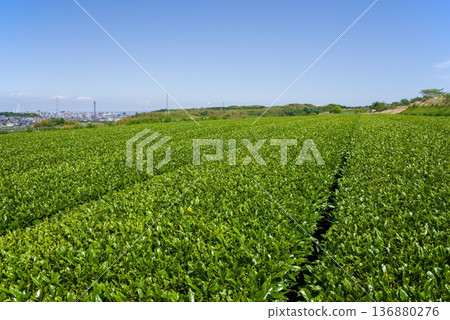 New tea fields and the Yokkaichi cityscape (Kawashimacho, Yokkaichi City, Mie Prefecture) New tea fields and the Yokkaichi cityscape (Kawashimacho, Yokkaichi City, Mie Prefecture) 136880276
