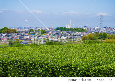 New tea fields and the Yokkaichi cityscape (Kawashimacho, Yokkaichi City, Mie Prefecture) New tea fields and the Yokkaichi cityscape (Kawashimacho, Yokkaichi City, Mie Prefecture) 136880277