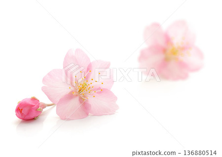 櫻花粉色春天白色背景 136880514