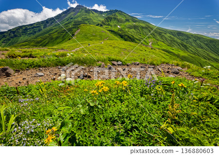 View of the alpine plant community at Onagahara, Mt. Chokai, and the summit of Mt. Niiyama 136880603