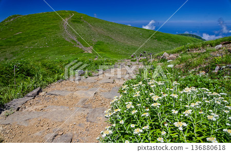 Alpine plants bloom on the hiking trails of Mt. Chokai and Onagahara in summer 136880618