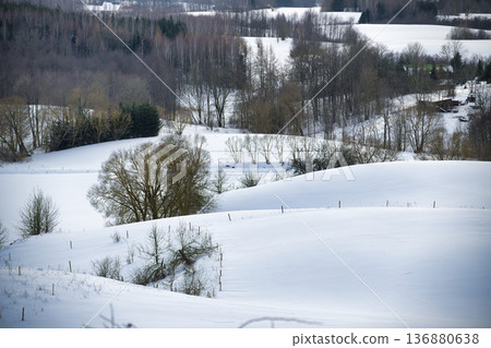 Snowy Rolling Hills and Bare Trees in a Quiet Winter Rural Landscape Scene Snowy Rolling Hills and Bare Trees in a Quiet Winter Rural Landscape Scene 136880638