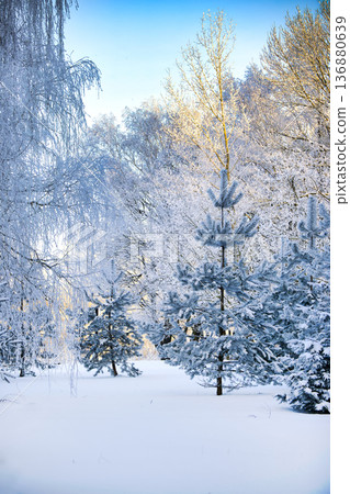 Snow Covered Pine Trees in Frosty Winter Forest With Clear Blue Sky and Morning Light 136880639