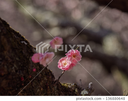 Plum blossoms blooming in early spring: Red plum [Renkyu] 136880648