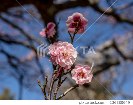 Plum blossoms blooming in early spring: Red plum [Renkyu] 136880649