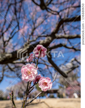 Plum blossoms blooming in early spring: Red plum [Renkyu] 136880650