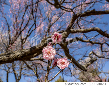 Plum blossoms blooming in early spring: Red plum [Renkyu] 136880651