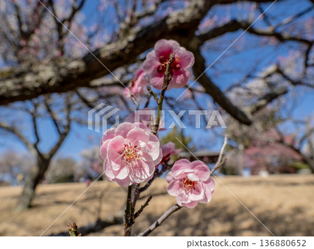 Plum blossoms blooming in early spring: Red plum [Renkyu] 136880652