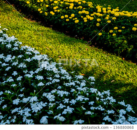 Luxury landscape design of the tropical garden.  136880868