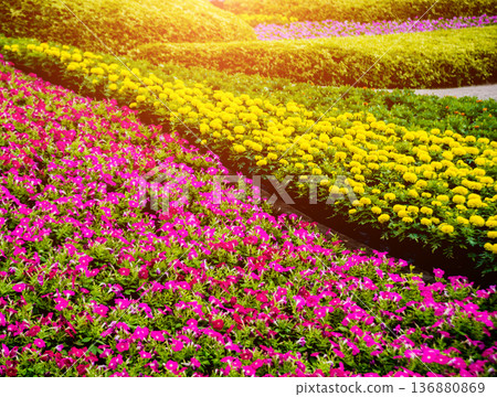 Luxury landscape design of the tropical garden. Luxury landscape design of the tropical garden. 136880869