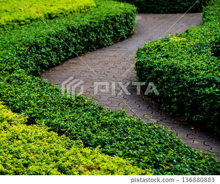 Luxury landscape design of the tropical garden.  136880883