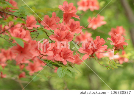 Yamato azalea Yamato azalea 136880887