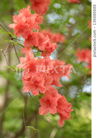 大和杜鵑花 大和杜鵑花 136880888