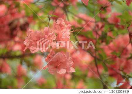 Yamato azalea Yamato azalea 136880889
