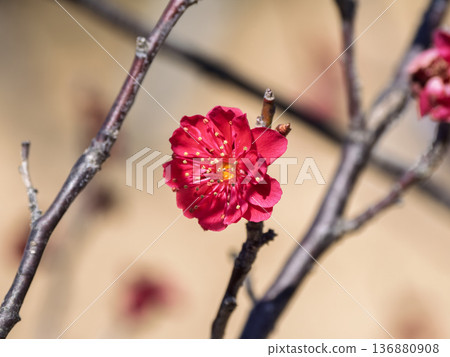 Plum blossoms blooming in early spring: Red plum [Kagoshima Beni] 136880908