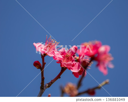 早春盛開的梅花：紅梅 [大阪梅] 136881049