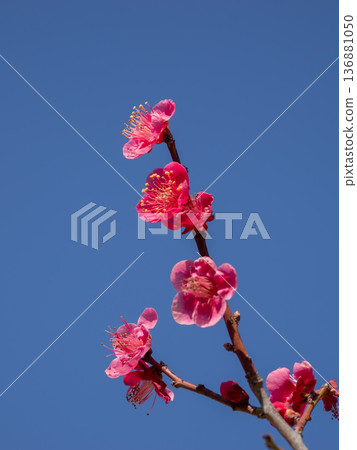Plum blossoms blooming in early spring: Red plum [Osakazuki] 136881050