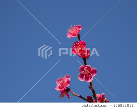 Plum blossoms blooming in early spring: Red plum [Osakazuki] 136881051
