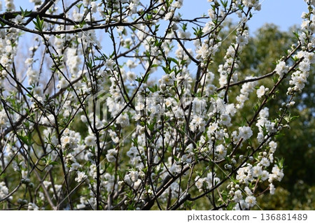 plum plum 136881489