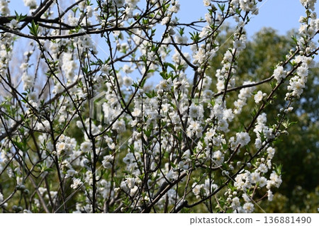 plum plum 136881490