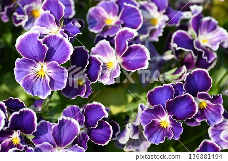 Purple pansy 136881494