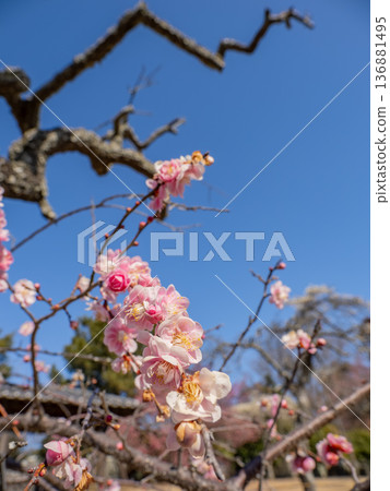 Plum blossoms blooming in early spring: Weeping plum [Kureha Shidare] 136881495