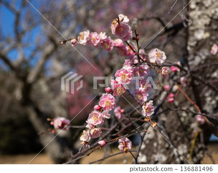 Plum blossoms blooming in early spring: Weeping plum [Kureha Shidare] 136881496