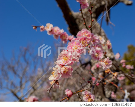 Plum blossoms blooming in early spring: Weeping plum [Kureha Shidare] 136881497