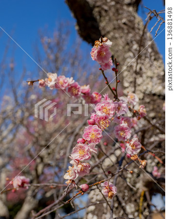 Plum blossoms blooming in early spring: Weeping plum [Kureha Shidare] 136881498
