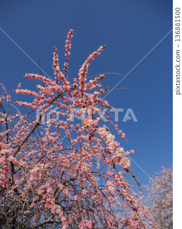 Plum blossoms blooming in early spring: Weeping plum [Kureha Shidare] 136881500