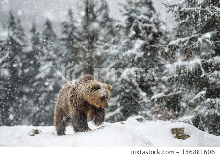 Bear wanders through snowy forest in winter while snowflakes fall softly around it 136881606