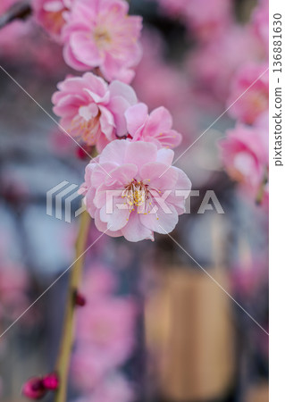 梅花,梅花,粉紅色的花瓣,早春盛開的美麗梅花 梅花,梅花,粉紅色的花瓣,早春盛開的美麗梅花 136881630