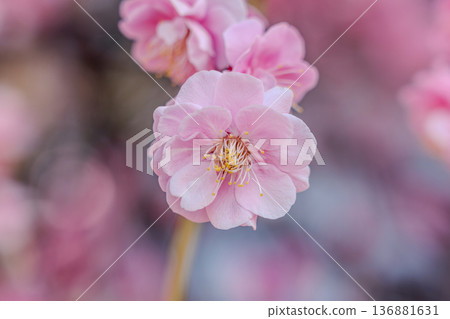 梅花 梅花 136881631