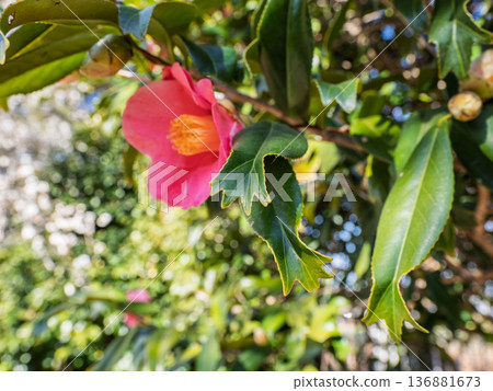 金魚葉山茶葉[葉尖像金魚尾鰭一樣開裂的稀有品種] 136881673