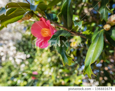 金魚葉山茶葉[葉尖像金魚尾鰭一樣開裂的稀有品種] 136881674