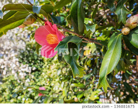 Goldfish leaf camellia leaves [a rare variety with the tip of the leaf split like the tail fin of a goldfish] 136881675