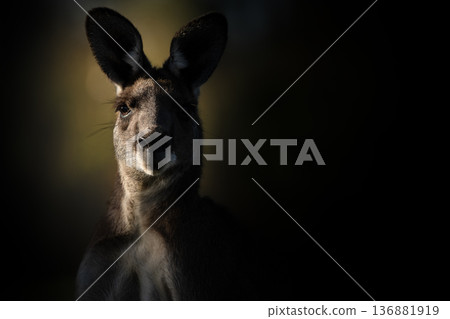 Male Eastern Grey Kangaroo Male Eastern Grey Kangaroo 136881919
