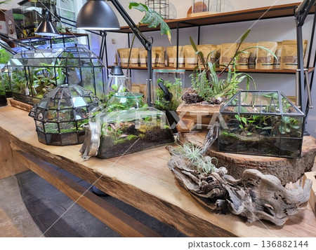 This is planted aquarium design 136882144