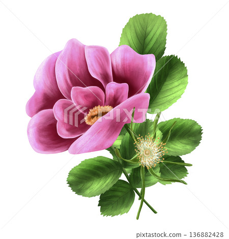 Watercolor composition of rose hips in pink tones with green leaves. Hand-drawn illustration on a white isolated background for printing on fabric and paper. Spring clip art. Botanical. 136882428
