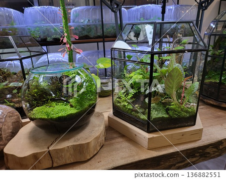 This is planted aquarium design This is planted aquarium design 136882551