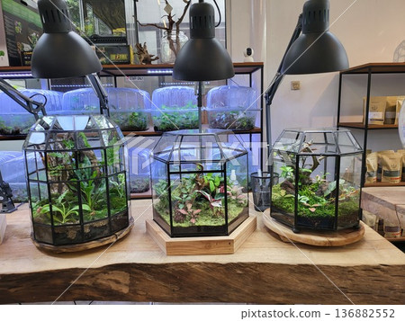 This is planted aquarium design This is planted aquarium design 136882552