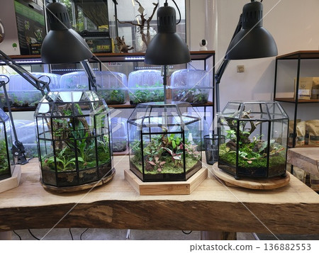 This is planted aquarium design This is planted aquarium design 136882553