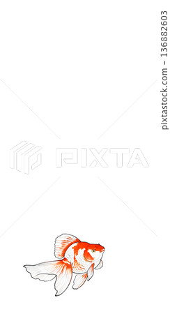 一幅紅白相間的金魚在白色背景上游動的插圖。酷炫的背景素材，帶有日式手繪風格（留有文字空間）。 136882603