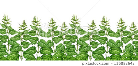 Nettle plant seamless border on white background. Hand drawn urtica dioica vintage style botanical watercolor illustration. Stinging nettle medicinal herb wildflower meadow plant border decor 136882642