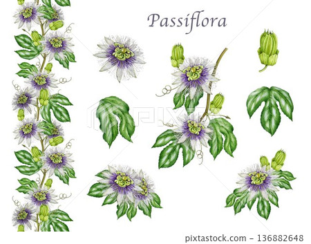 Passiflora plant flowers, leaves watercolor illustration set. Hand drawn passion flower vintage style botanical collection. Blooming passiflora plant elements isolated on white background Passiflora plant flowers, leaves watercolor illustration set. Hand drawn passion flower vintage style botanical collection. Blooming passiflora plant elements isolated on white background 136882648