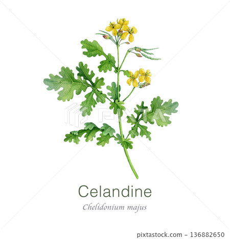 Greater celandine plant watercolor illustration isolated on white background. Hand drawn chelidonium majus medicinal plant vintage style botanical image. Celandine wildflower herbal natural remedy Greater celandine plant watercolor illustration isolated on white background. Hand drawn chelidonium majus medicinal plant vintage style botanical image. Celandine wildflower herbal natural remedy 136882650