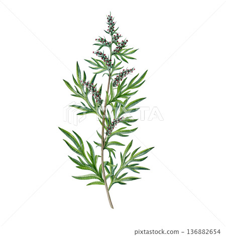 Fresh mugwort plant vintage style watercolor illustration. Hand drawn artemisia vulgaris medicinal plant. Mugwort stem with leaves and flowers alternative herbal medicine element on white background Fresh mugwort plant vintage style watercolor illustration. Hand drawn artemisia vulgaris medicinal plant. Mugwort stem with leaves and flowers alternative herbal medicine element on white background 136882654