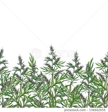 Fresh mugwort plant seamless border decor watercolor illustration. Hand drawn artemisia vulgaris medicinal plant vintage style botanical illustration. Mugwort herb stems border on white background Fresh mugwort plant seamless border decor watercolor illustration. Hand drawn artemisia vulgaris medicinal plant vintage style botanical illustration. Mugwort herb stems border on white background 136882656