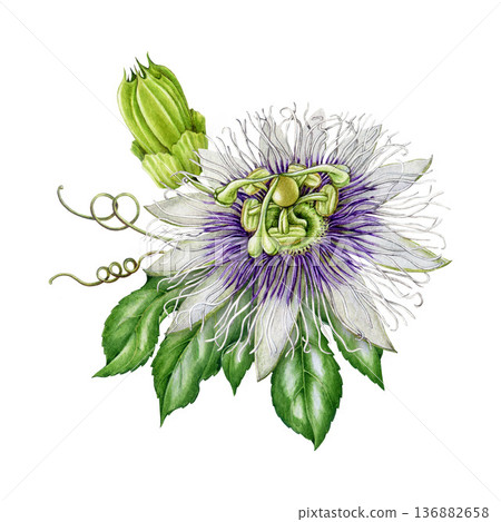 Passiflora flower with leaves hand drawn watercolor illustration. Passion flower blossom vintage style botanical decor. Blooming passiflora plant flower healthcare element on white background Passiflora flower with leaves hand drawn watercolor illustration. Passion flower blossom vintage style botanical decor. Blooming passiflora plant flower healthcare element on white background 136882658
