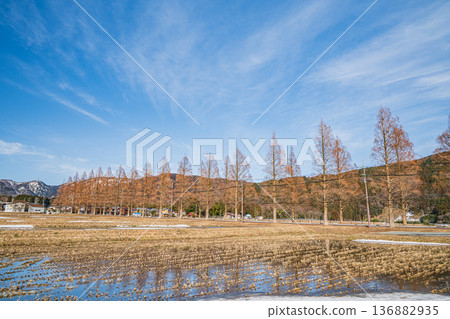 Metasequoia Avenue, New 100 Views of Japanese Street Trees, Makino Town, Takashima City, Shiga Prefecture Metasequoia Avenue, New 100 Views of Japanese Street Trees, Makino Town, Takashima City, Shiga Prefecture 136882935